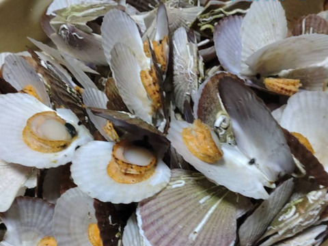 青森陸奥湾ホタテ稚貝　約2キロ