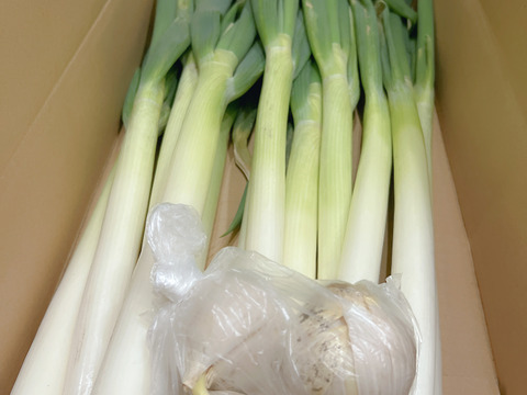 甘い長ネギ【夏扇パワー】有機肥料栽培　除草剤不使用　群馬県産　10本　2Lサイズ(2cm以上)