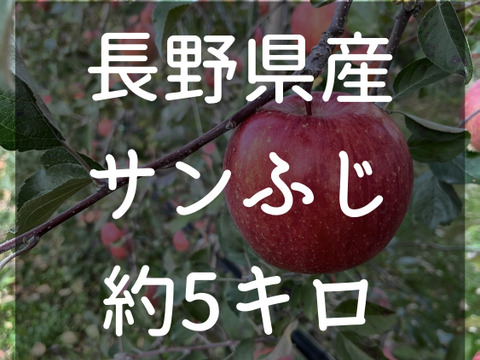 長野県松本産　サンふじ　約５キロ 16〜12玉