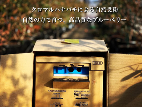 濃厚チョコ×ブルーベリー羊羹（ようかん）｜10個入り　ギフト箱