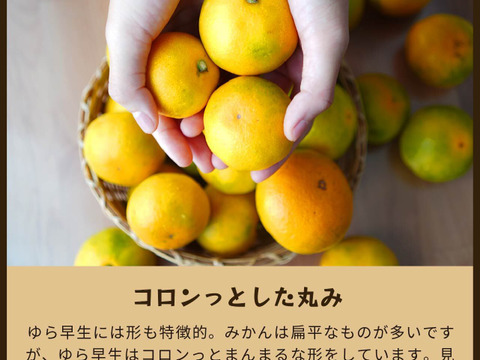ゆら早生（みかん）5kg家庭用｜和歌山生まれの極早生みかんの