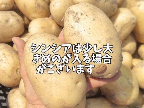 フランス生まれ！シンシア1.5kg(8-15個程度) 月の女神のような上品なコク 掘りたて土付き新じゃが