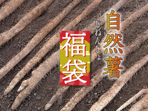 【福袋2024】10%引 ネバネバは超一級の自然薯
