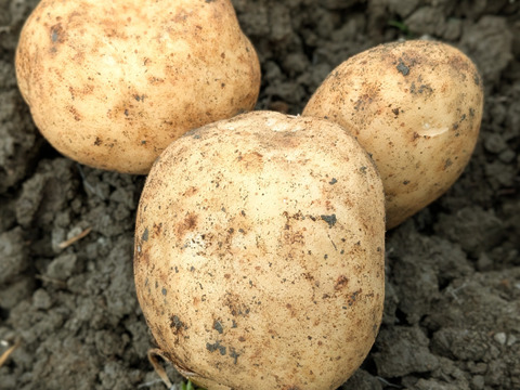 やんばるの山羊フンで育った新じゃがいも4.5kg【農薬・除草剤・化学肥料不使用】