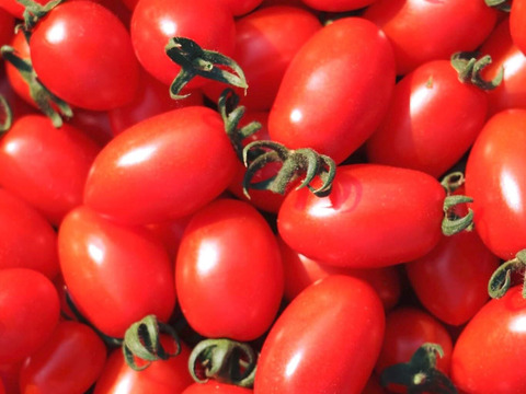 ミニトマト【完熟高糖度アイコ】1kg/箱・海藻肥料アルギットによる高糖度と抜群の旨味