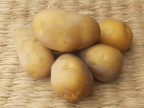 インカのめざめ 500g(3-7個程度)【新じゃが】