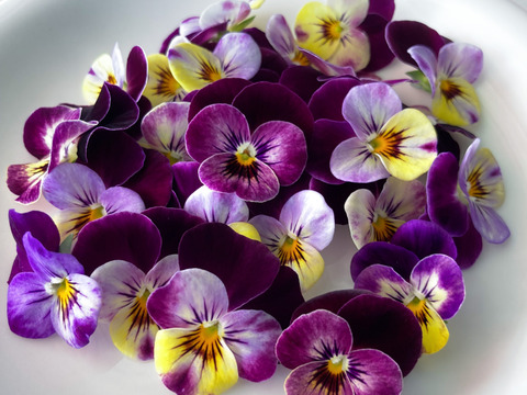 ＜室内栽培＞【エディブルフラワー　ビオラロイヤルパープル（20輪）】EatHanaイトハナ　食べられる花　水洗い不要　日持ち　ケーキ飾り　トッピング　デコレ―ション　装飾　クリスマス　お祝い　誕生日