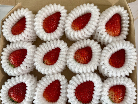 八ヶ岳産 ありがいちご　「よつぼし」 12粒 食べ始めたら止まらない！1粒づつ包装で輸送に強い！標高1000m 太陽とミネラル豊富な水の恵み　期間及び数量限定