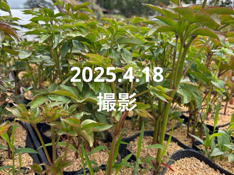 芍薬の苗　5芽以上　5号鉢
