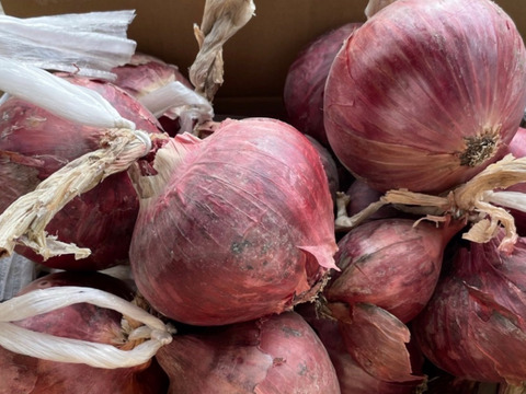 吊るして保存できるようにお届け‼️赤玉ねぎ5キロ入‼️