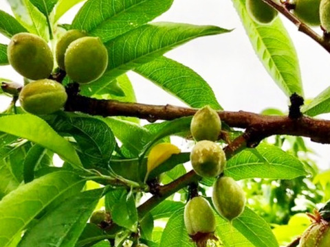 福島県産摘果若桃箱込み約２ｋｇ　福島の桃　あかつき・白鳳・川中島