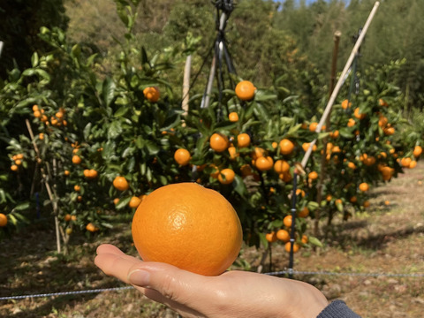 食べたらやみつき！糖度13度以上　『田口早生みかん』　5kg