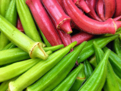 赤白緑オクラ3色セット600g程（計60~80本程） ≪さぬき讃ベジタブル≫