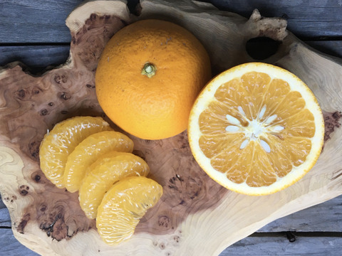 【柑橘食べ比べ】２種のたのしみ　三宝柑・八朔セット 5㎏（箱込）
自然栽培・和歌山県産※2月中旬発送開始！