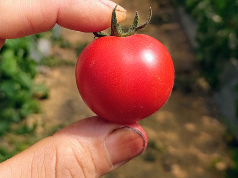 【朝どれ】【食べ比べ】どれが一番好き？旨みが乗ってきたミディ・ミニ4品種を一箱に。
赤熟もぎ「トマトの宝石箱」