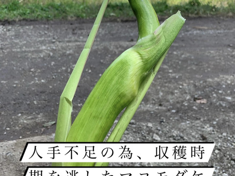訳あり！【完全自然栽培】のマコモダケ1キロ：長野県産の野菜｜食べ