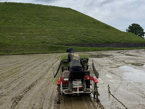 【R7年産】生活排水なしの一番水　自然栽培窪野米イセヒカリ18㎏【精米】
