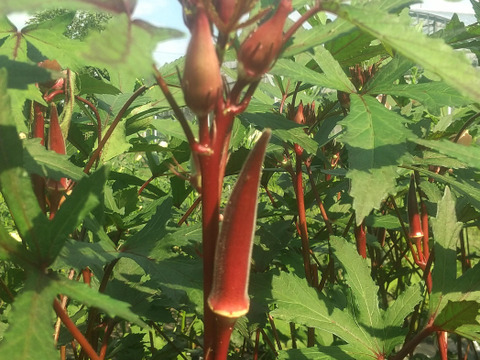 【赤オクラmix】緑500g＋赤10本（計60~75本程度) 太陽の光たっぷり！≪さぬき讃ベジタブル≫