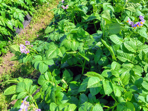 旨味と舌触り！アンデスレッド500g(4-6個程度)【新じゃが】