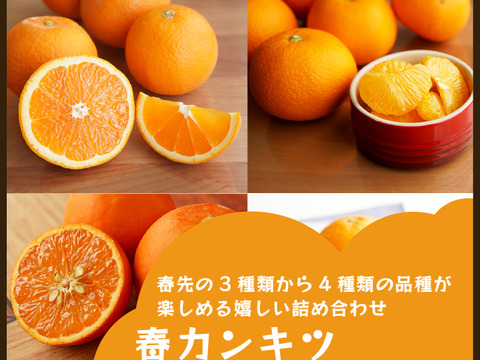 【食べ比べ】みかん・カンキツ詰め合わせセット4kg｜和歌山県海南市下津町から旬のみかん・かんきつ詰合わせセットを産地直送、農園直送でお届け。清見、セミノール、甘夏、八朔等、様々な柑橘が楽しめます