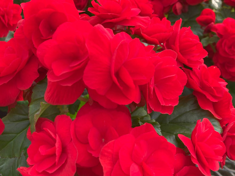 【贈答用】真紅の花弁に魅了されます。エラチオールベゴニア【カルメン】4.5寸