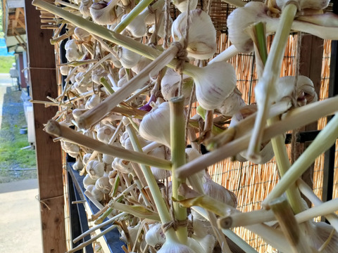 ドラキュラ対策つるしニンニク10玉