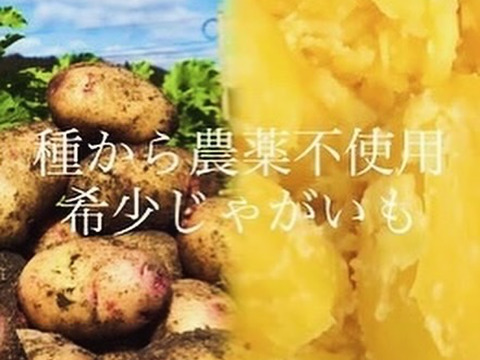 たっぷり野菜セット！幻のじゃがいも、玉ねぎ、キャベツ、きゅうり、農薬不使用