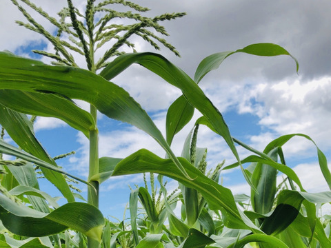 ミルキーなトウモロコシ🌽　< ドルチェドリーム >  5kg  (3L〜4Lサイズ　10〜11本)
