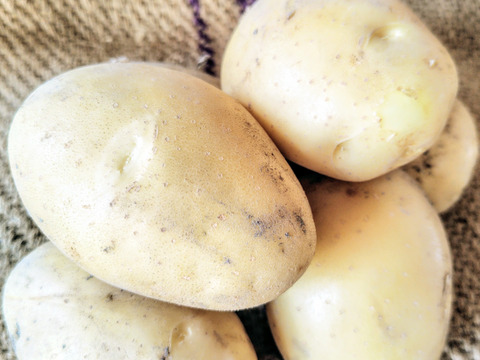フランスから上陸！シンシア 1.5kg(8-15個程度)【新じゃが】