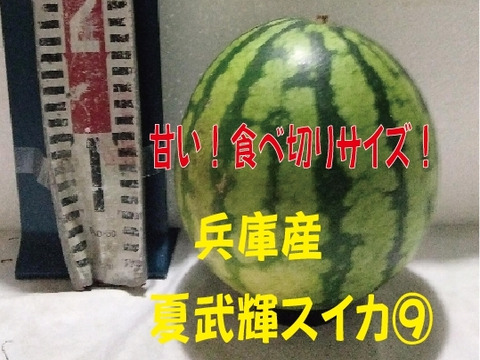 兵庫産夏武輝 小玉スイカ1玉　ご家庭用⑨