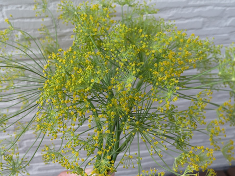 中々会えない ディルの花 葉のオマケ付き 和歌山県産 食べチョク 農家 漁師の産直ネット通販 旬の食材を生産者直送 中々会えない ディルの花 葉のオマケ付き 和歌山県産 食べチョク 農家 漁師の産直ネット通販 旬の食材を生産者直送
