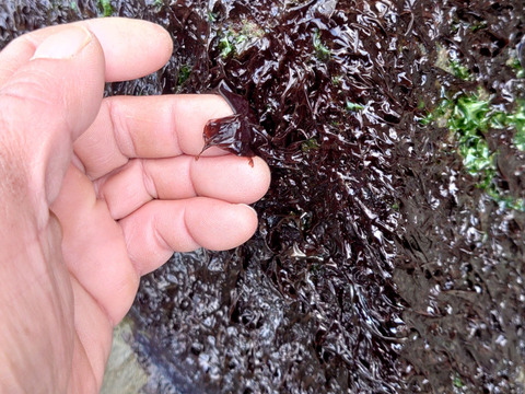 【夏ギフト】今だけ！旬のアオとクロ…『島のり』天然／生あおさ、生岩のり