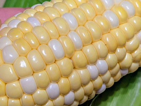 一足早く！沖縄県産採れたて新鮮スイートコーン8本(約1.5〜1.8kg)