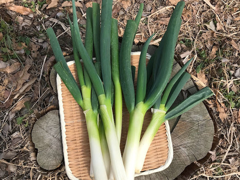 【自然栽培】自家採種一本ネギ1kg