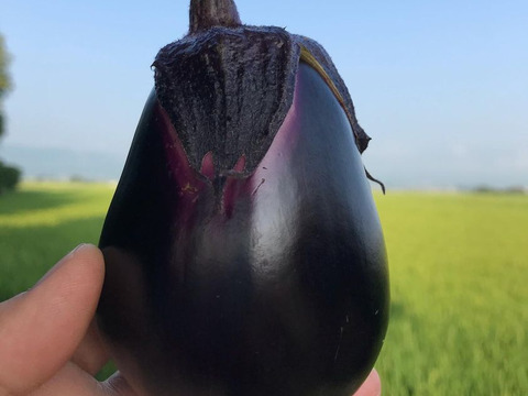 会津伝統野菜 会津丸茄子4個、黒十全茄子４個 【農薬化学肥料除草剤不使用】