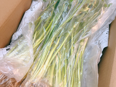 常温便　根っこまで楽しめる小川セリ　根付き　10束　約800g せり　芹