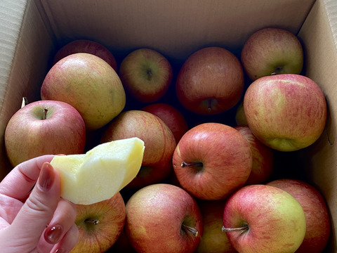 【訳あり加工用りんご】　福島県産サンふじ 10ｋｇ　お菓子作り・ジュース・スムージーに