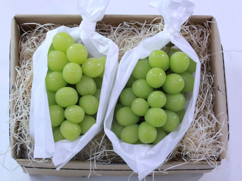 【家庭用】長野県産　シャインマスカット1.1kg 2房入り