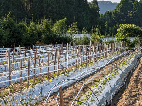 朝取り！　訳ありナス(筑陽)3キロ(15〜30本)