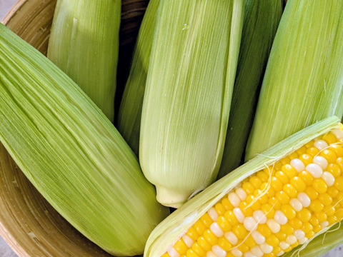 一足早く沖縄からお届け！スイートコーン8本(約1.5〜1.8kg)