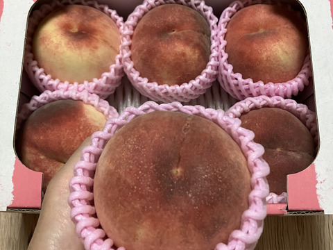 🍑さくら白桃 約1.5kg 5玉前後 9月上旬発送 希少な桃 【ASIAGAP