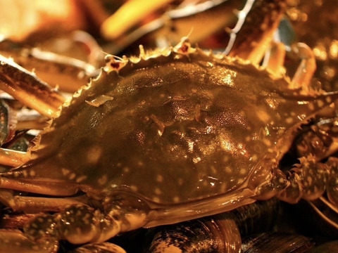 漁師直送　日間賀島産ワタリガニ雌‼︎間違い無しの目利き　2杯で【1kg UP 】 採れたら即，浜茹で発送‼︎ケジャン用冷凍も可