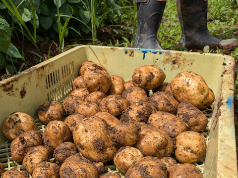 【ストックに最適！】農薬・化学肥料不使用☆M・L混在じゃがいも５㎏（男爵）