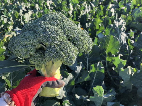 【ちょっと訳あり】ブロッコリー5〜7個