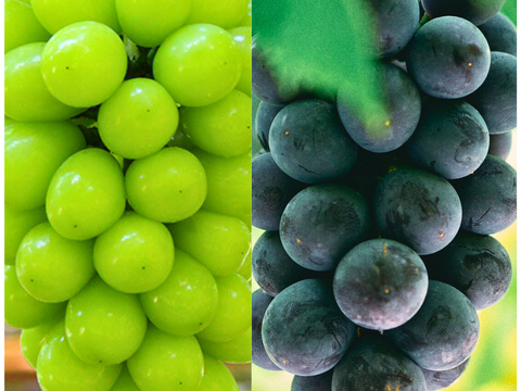 【初秋ギフト】泉州ぶどう2色セット シャインマスカット＋藤稔