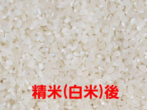 かぶみん 送料込み 令和6年産 高知県産 コシヒカリ 玄米30㎏(袋込み) sanjyukkirokosihikari.jpg