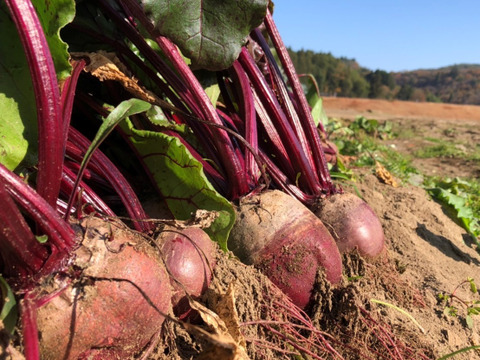 【ビーツの甘酒】美ーツ甘酒バラ3本セット【濃縮タイプ】