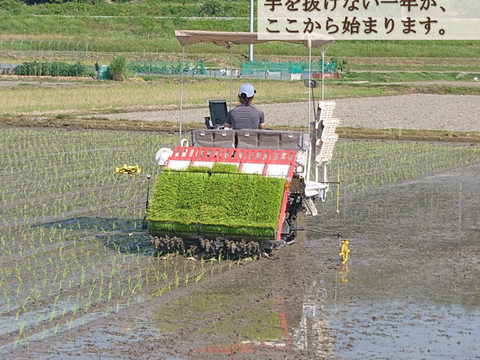 ３種食べ比べセット！キヌムスメ・にこまる・ミルキークイーン 2026年産「岡山県産お米」２kg×３個セット
