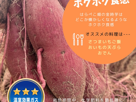 CBCテレビ チャント！で紹介【ホクホク金時】4.5kg 料理で活きる万能いも-簡単レシピつき-