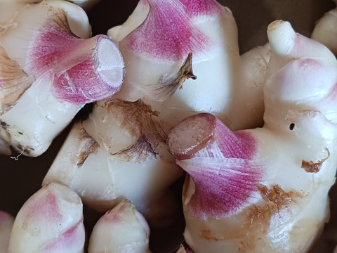 農家直送　高知県産新生姜　4kg